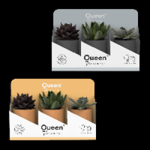 GARDENLINE Sukkulenten Queen&reg; 3.79&nbsp;&euro;