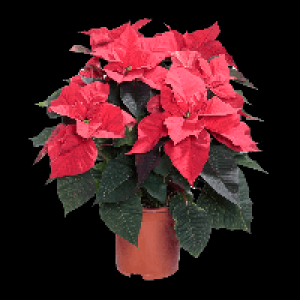 GARDENLINE Weihnachtssternbusch