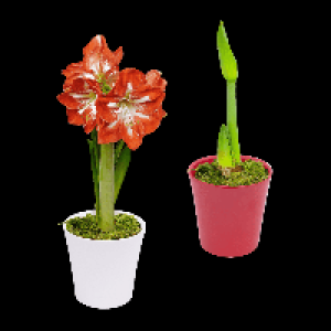GARDENLINE Amaryllis im Keramiktopf