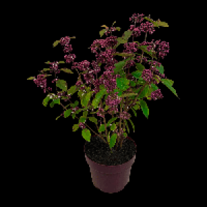 GARDENLINE Liebesperlenstrauch Callicarpa