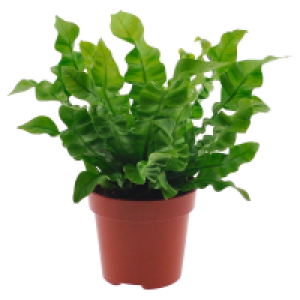 GARDENLINE Grünpflanzen