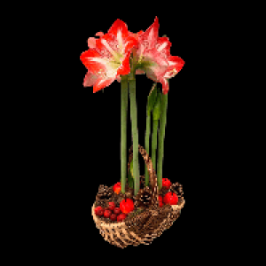 Aldi Nord Gardenline GARDENLINE Amaryllis im Korb