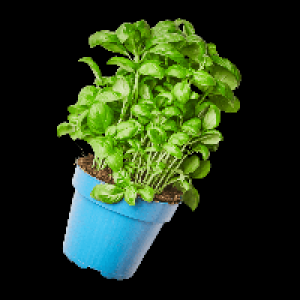 Basilikum im Topf XL 1.59 €