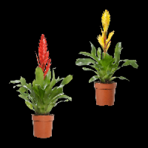 GARDENLINE Guzmanie / Vriesea 4.49&nbsp;&euro;