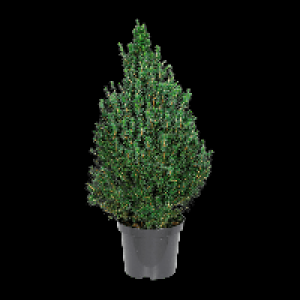 GARDENLINE Zuckerhutfichte 6.99 €