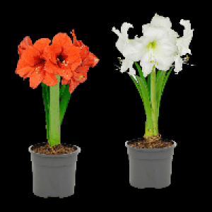 GARDENLINE Amaryllis im Topf
