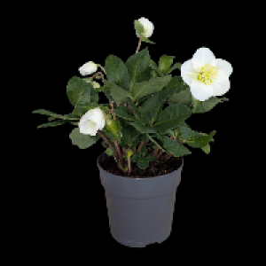 GARDENLINE Christrose (Helleborus)