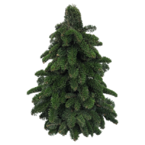 GARDENLINE Nobilisbaum 30 cm