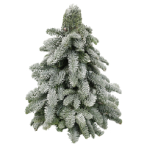 GARDENLINE Nobilisbaum mit Schnee 30 cm