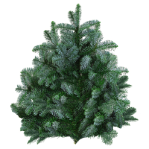 GARDENLINE Tannenhandbunde 2.500 g, Nobilis