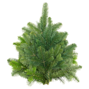 GARDENLINE Tannenhandbunde 1.000 g, Nordmann