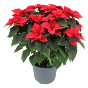 Aldi Süd  GARDENLINE, Weihnachtsstern Busch XXL rot