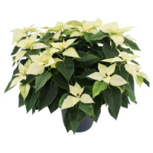 Aldi Süd  GARDENLINE, Weihnachtsstern Busch XXL weiß