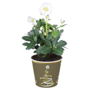 GARDENLINE, Christrose im Potcover weiß
