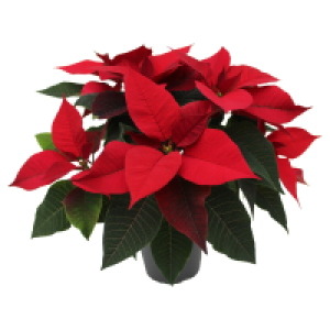 GARDENLINE, Weihnachtsstern Busch T15 rot