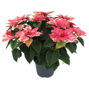 Aldi Süd  GARDENLINE, Weihnachtsstern Busch XXL Skystar