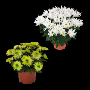 Aldi Nord Gardenline GARDENLINE Chrysantheme