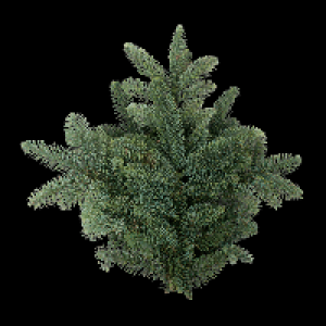 GARDENLINE Tannengrün