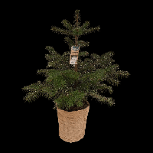 Aldi Nord Gardenline GARDENLINE Nordmanntanne im Topf