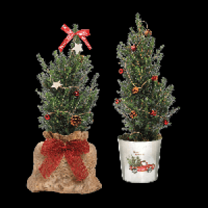 Aldi Nord Gardenline GARDENLINE Große Zuckerhutfichte