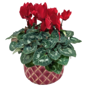 GARDENLINE Cyclame in Keramik