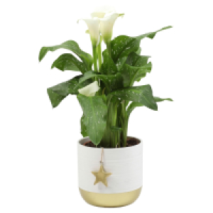 GARDENLINE Calla in Keramik