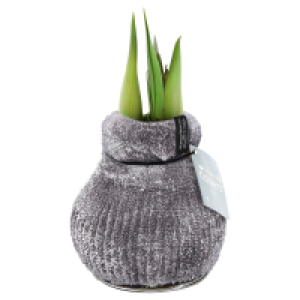 GARDENLINE Amaryllis in Samtsocke