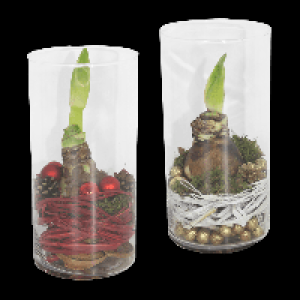GARDENLINE Amaryllis im Zylinderglas