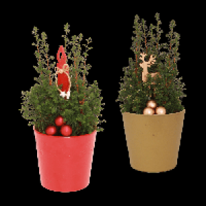 GARDENLINE Chamaecyparis