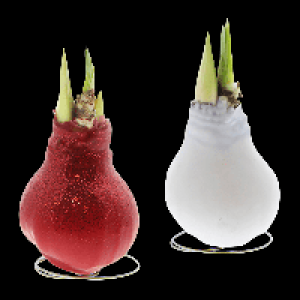 GARDENLINE Amaryllis, gewachst