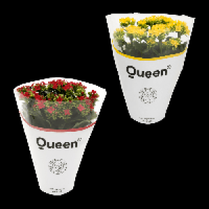 Aldi Nord Gardenline GARDENLINE Kalanchoe