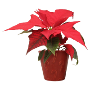 GARDENLINE Mini Poinsettia