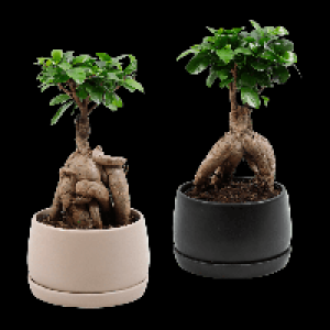 GARDENLINE Bonsai-Ginseng
