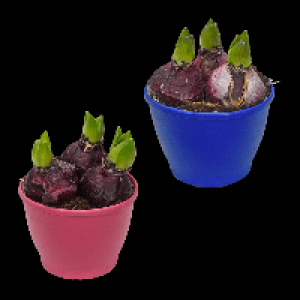 GARDENLINE Hyazinthen