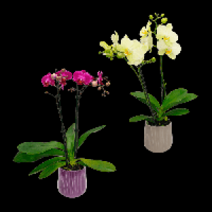 GARDENLINE Phalaenopsis