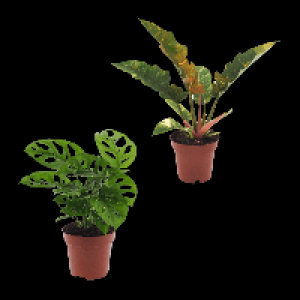 Aldi Nord Gardenline GARDENLINE Grünpflanze