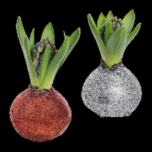 GARDENLINE Hyazinthe, gewachst
