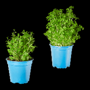 BIO Kr&auml;utertopf 1.39&nbsp;&euro;