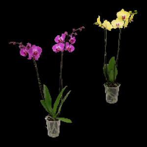 Aldi Nord Gardenline GARDENLINE Schmetterlings-Orchidee