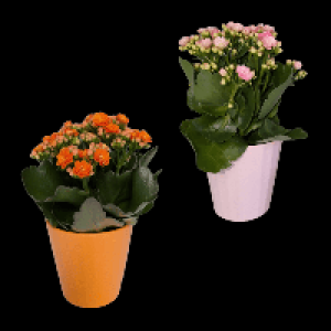 GARDENLINE Kalanchoe