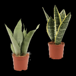 GARDENLINE Sansevieria 3.49&nbsp;&euro;