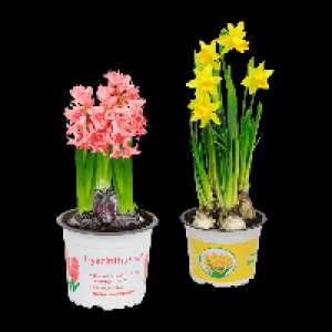 GARDENLINE Narzissen / Hyazinthen 1.69&nbsp;&euro;
