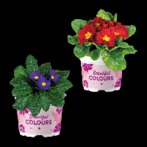 GARDENLINE Primeln 0.79&nbsp;&euro;