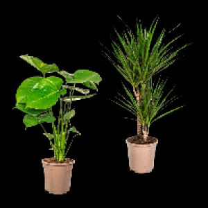 GARDENLINE Gr&uuml;npflanze 5.79&nbsp;&euro;