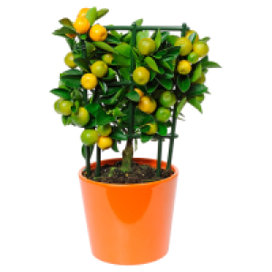 GARDENLINE Zitrus Spalier