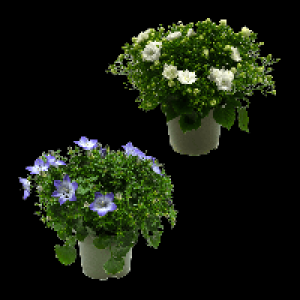 GARDENLINE Campanula