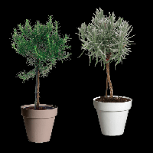 GARDENLINE Gew&uuml;rzst&auml;mmchen