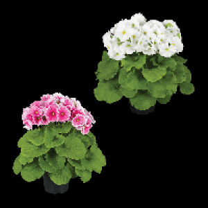 GARDENLINE Becherprimel Touch Me