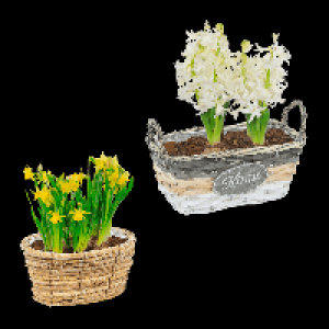 GARDENLINE Blumenzwiebeln im Gef&auml;&szlig;