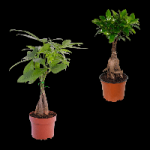 Aldi Nord Gardenline GARDENLINE Ficus Ginseng / Pachira